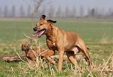 RODESIAN RIDGEBACK 070